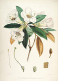 Rhododendrons of Sikkim-Himalaya 2 - Vintage Botanical Floral Illustration Art Print from 1845