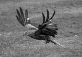 Red Kite - Art Print