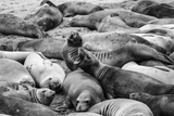 Seal - Art Print