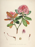 Rhododendrons of Sikkim-Himalaya 1 - Vintage Botanical Floral Illustration Art Print from 1845