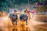 Kambala - The Annual Buffalo Race In Mangaluru - India Photo Art