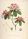 Rhododendrons of Sikkim-Himalaya 5 - Vintage Botanical Floral Illustration Art Print from 1845