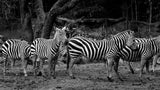Zebras - Art Print