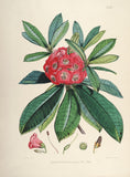 Rhododendrons of Sikkim-Himalaya 4 - Vintage Botanical Floral Illustration Art Print from 1845