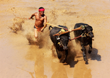 Kambala - Annual Buffalo Race In Karnataka - India Photo Art