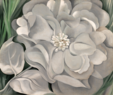 Georgia O Keeffe - White Calico Flower - Whitney