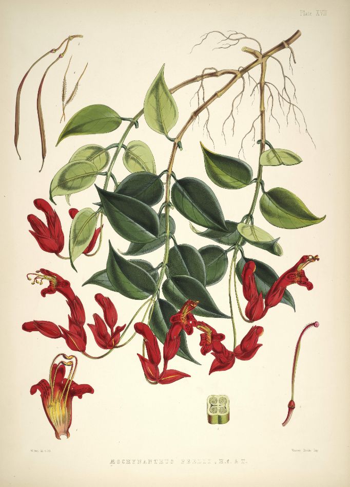 Aeschynanthus Bracteatus -  Walter Hood Fitch- Vintage Botanical Illustration Art Print 1855