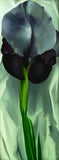 Georgia O Keeffe - Dark Iris No.1