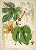 Hodgsonia heteroclita - Vintage Himalayan Botanical Illustration Art Print - 1855