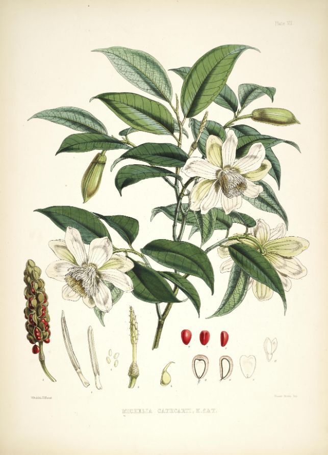 Michelia Cathcarti - Vintage Himalayan Botanical Illustration Art Print - 1855
