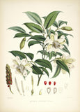 Michelia Cathcarti - Vintage Himalayan Botanical Illustration Art Print - 1855