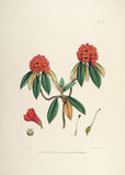Rhododendrons of Sikkim-Himalaya 3 - Vintage Botanical Floral Illustration Art Print from 1845