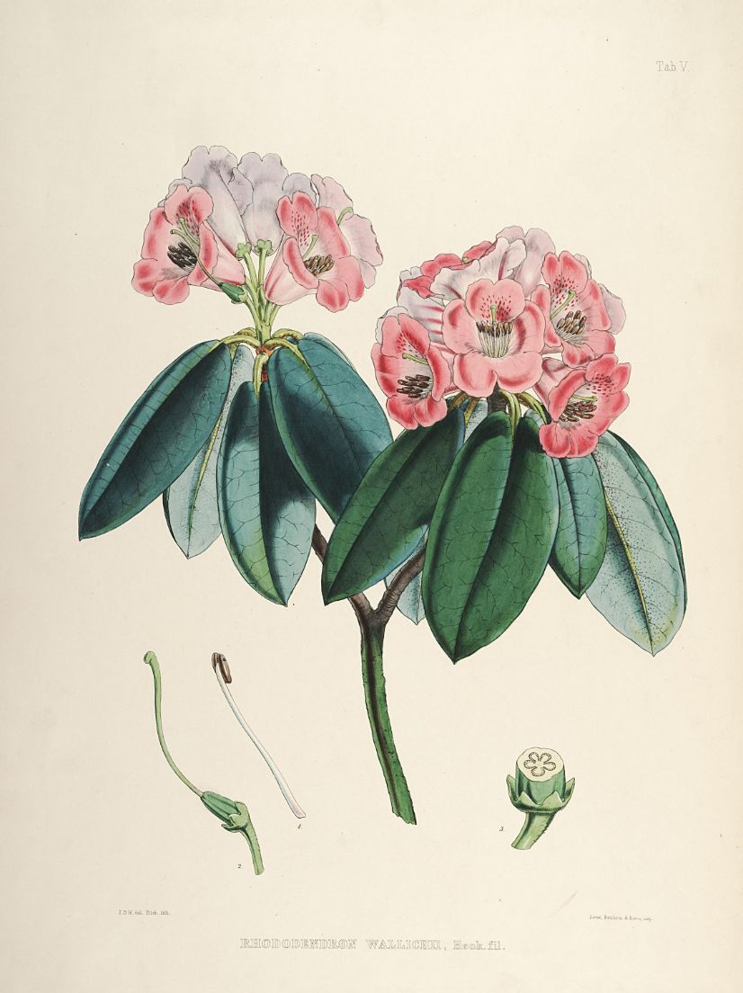 Rhododendrons of Sikkim-Himalaya 6 - Vintage Botanical Floral Illustration Art Print from 1845