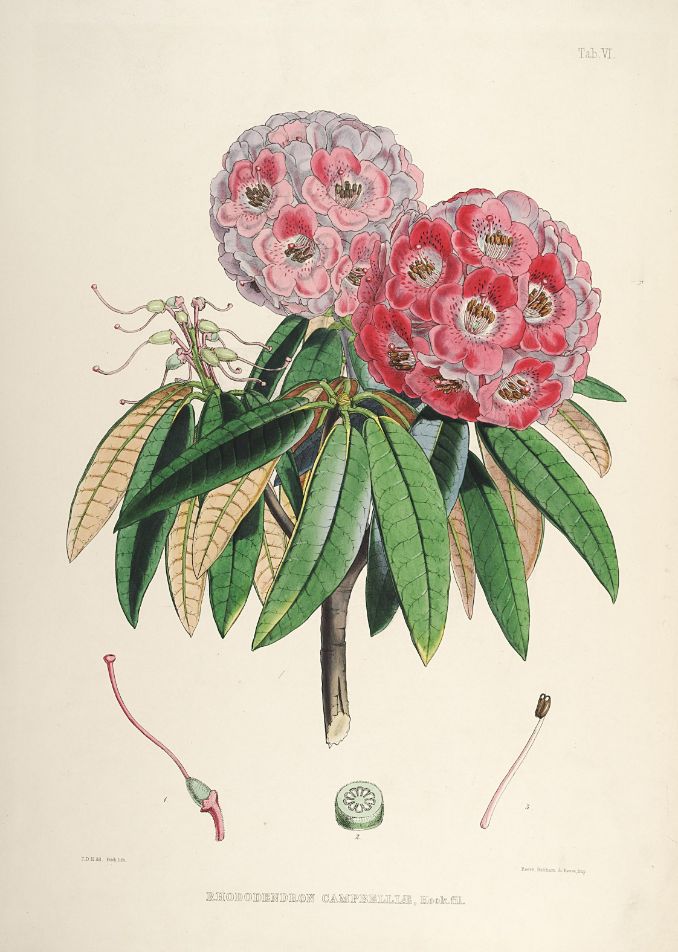 Rhododendrons of Sikkim-Himalaya 7 - Vintage Botanical Floral Illustration Art Print from 1845