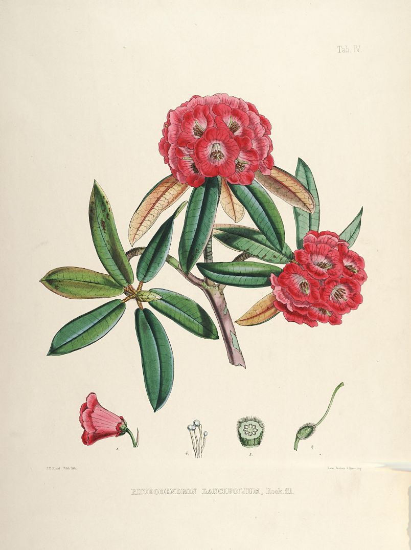 Rhododendrons of Sikkim-Himalaya 8 - Vintage Botanical Floral Illustration Art Print from 1845