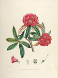Rhododendrons of Sikkim-Himalaya 8 - Vintage Botanical Floral Illustration Art Print from 1845