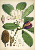 Talauma Hodgsoni - Vintage Himalayan Botanical Illustration Art Print - 1855