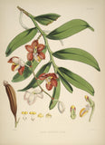 Vanda Cathcarti - Vintage Himalayan Botanical Illustration Art Print - 1855