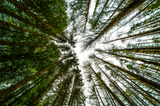 Pine Trees Perspective - Art Print