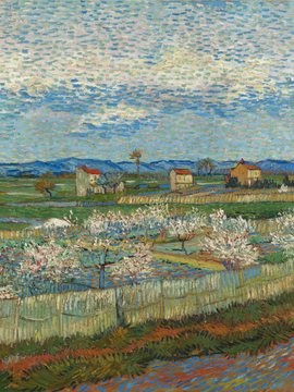 Peach Blossoms In The Crau