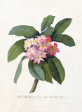 George Dionysius Ehret - Botanical Illustration - Plumeria