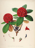 Rhododendrons of Sikkim-Himalaya 9 - Vintage Botanical Floral Illustration Art Print from 1845