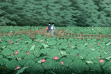 Benten Pond At Shiba (芝弁天池) - Kawase Hasui - Japanese Okiyo Masterpiece